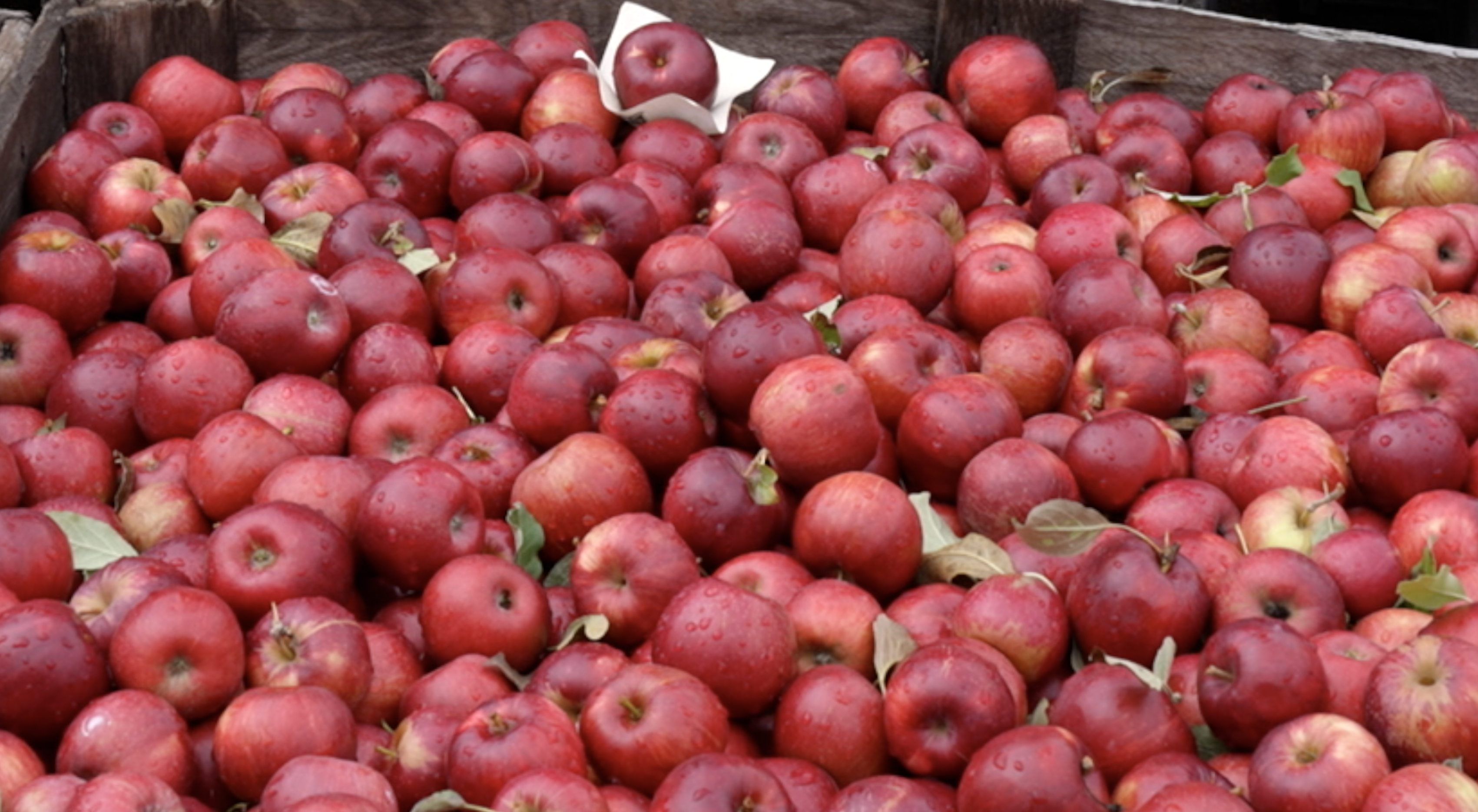 Apples at Phillips Orchards and Cider Mill