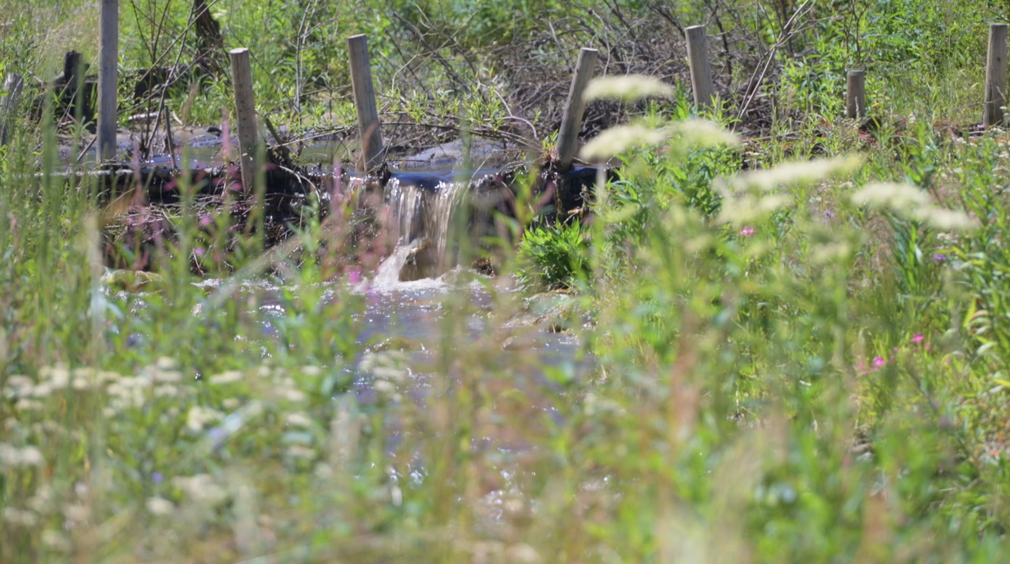 BEAVER DAM ANALOG