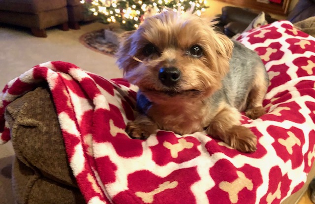 Dog