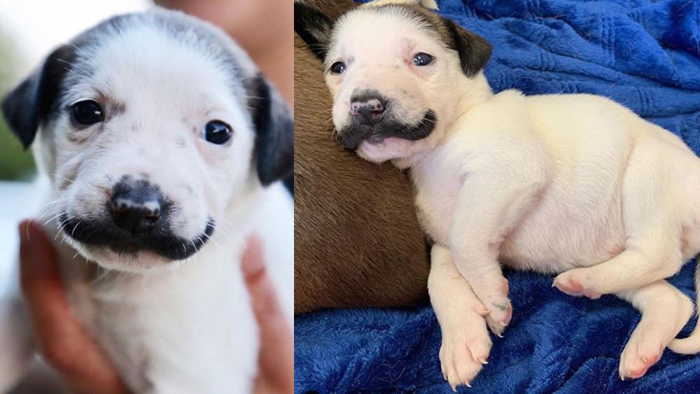 mustache puppy.jpg