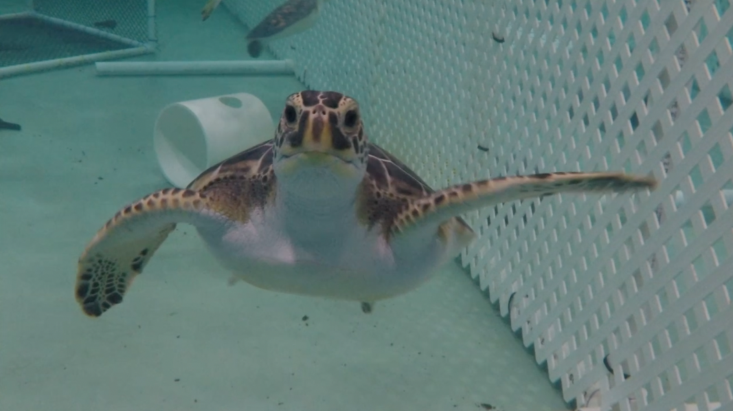 Sea Turtle .png