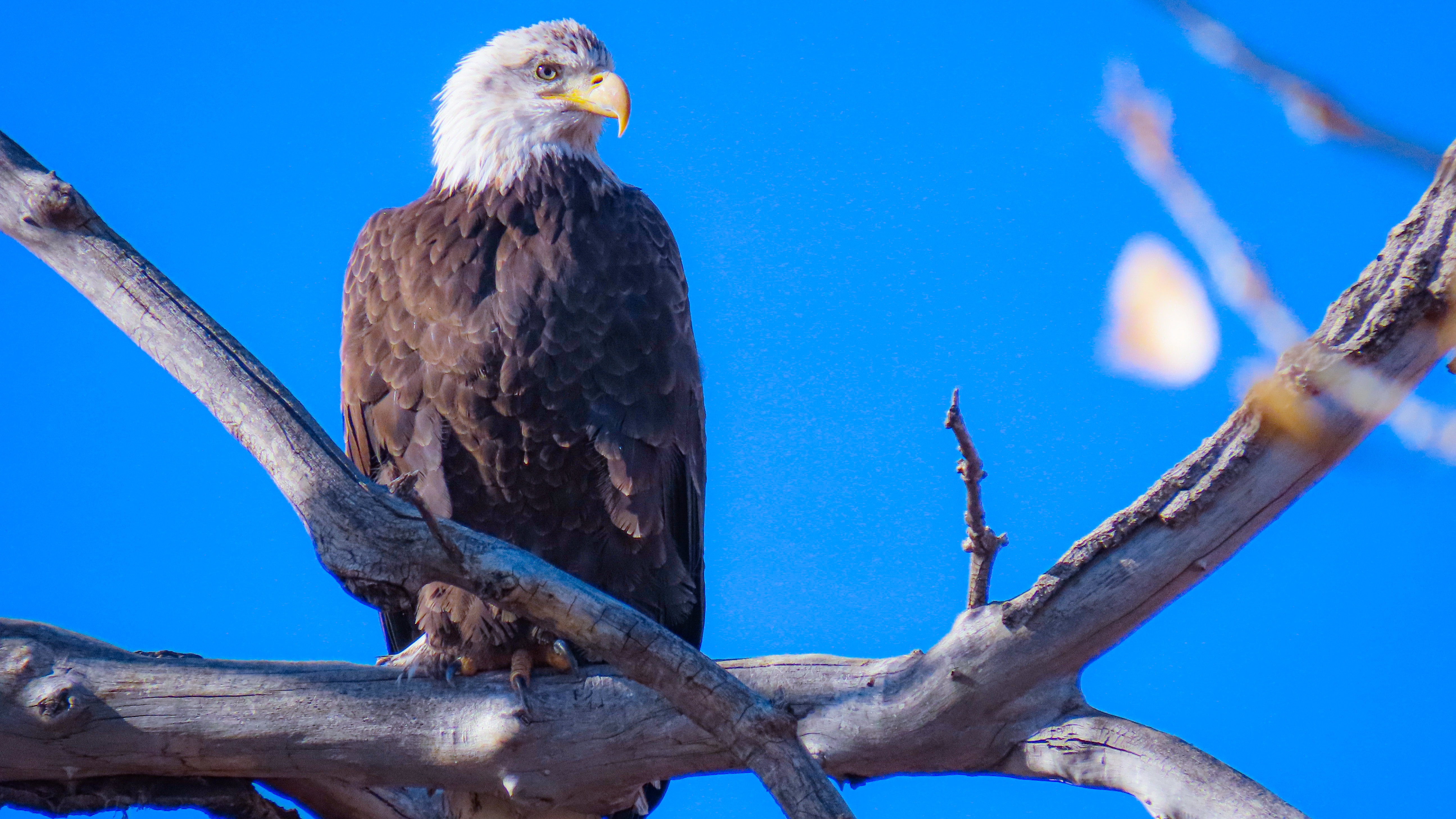 Carter Chavez Colorado Springs Bald Eagle