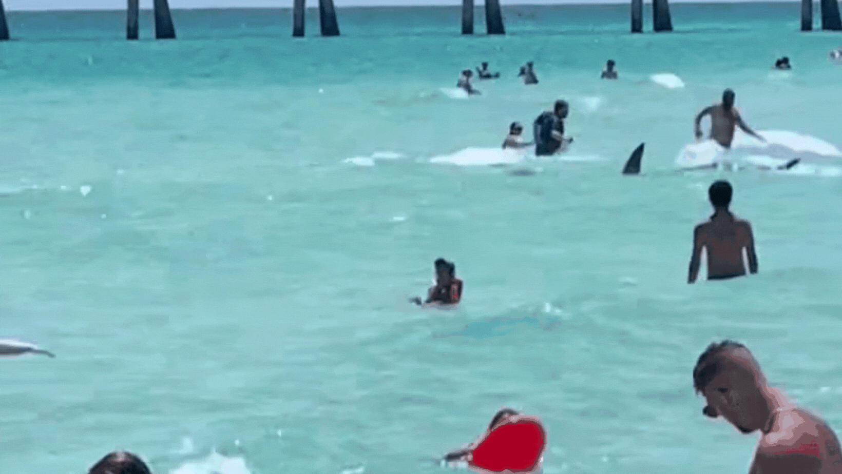 Navarre Beach shark gif.gif