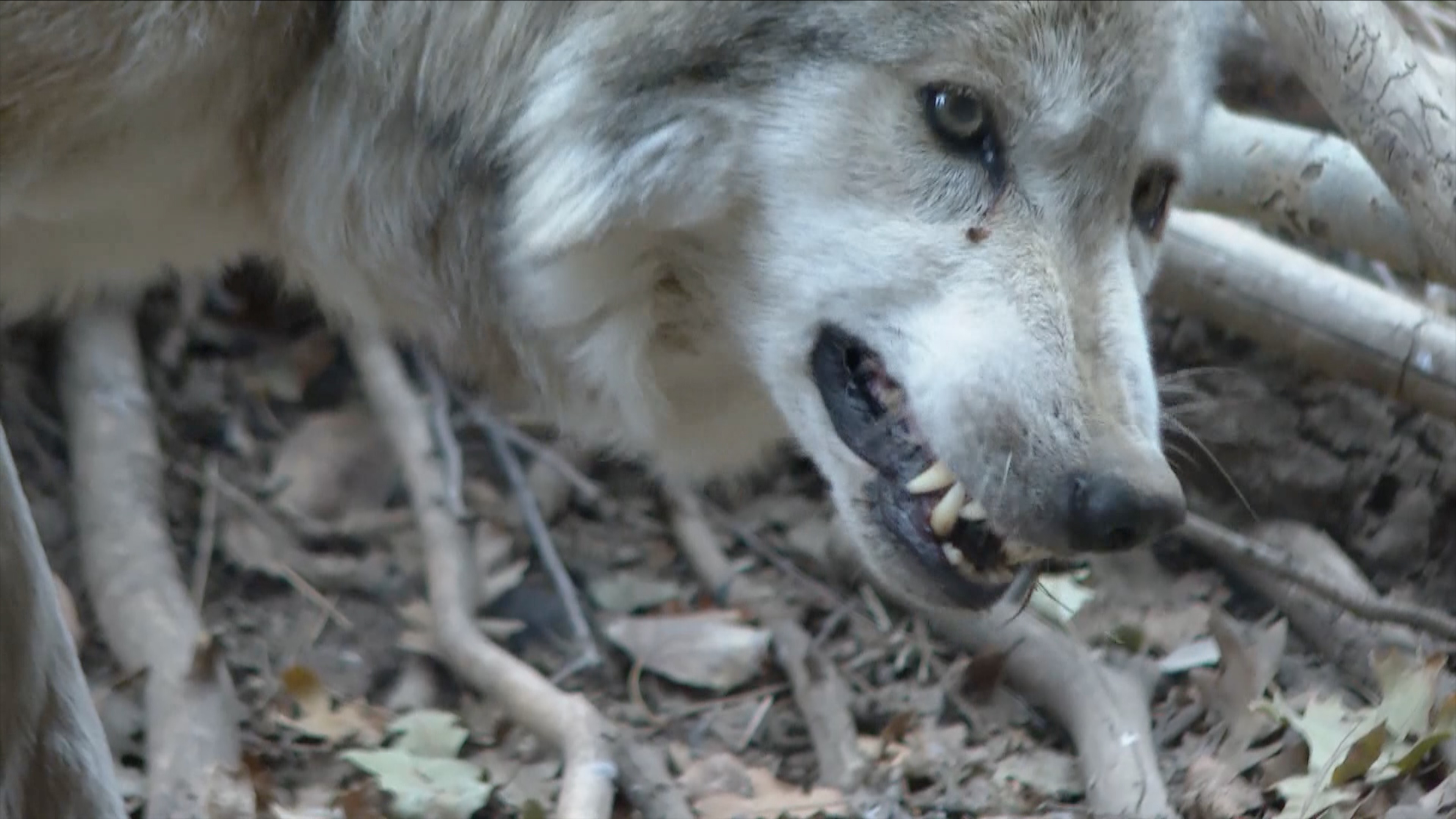 WOLF REINTRODUCTION.jpg