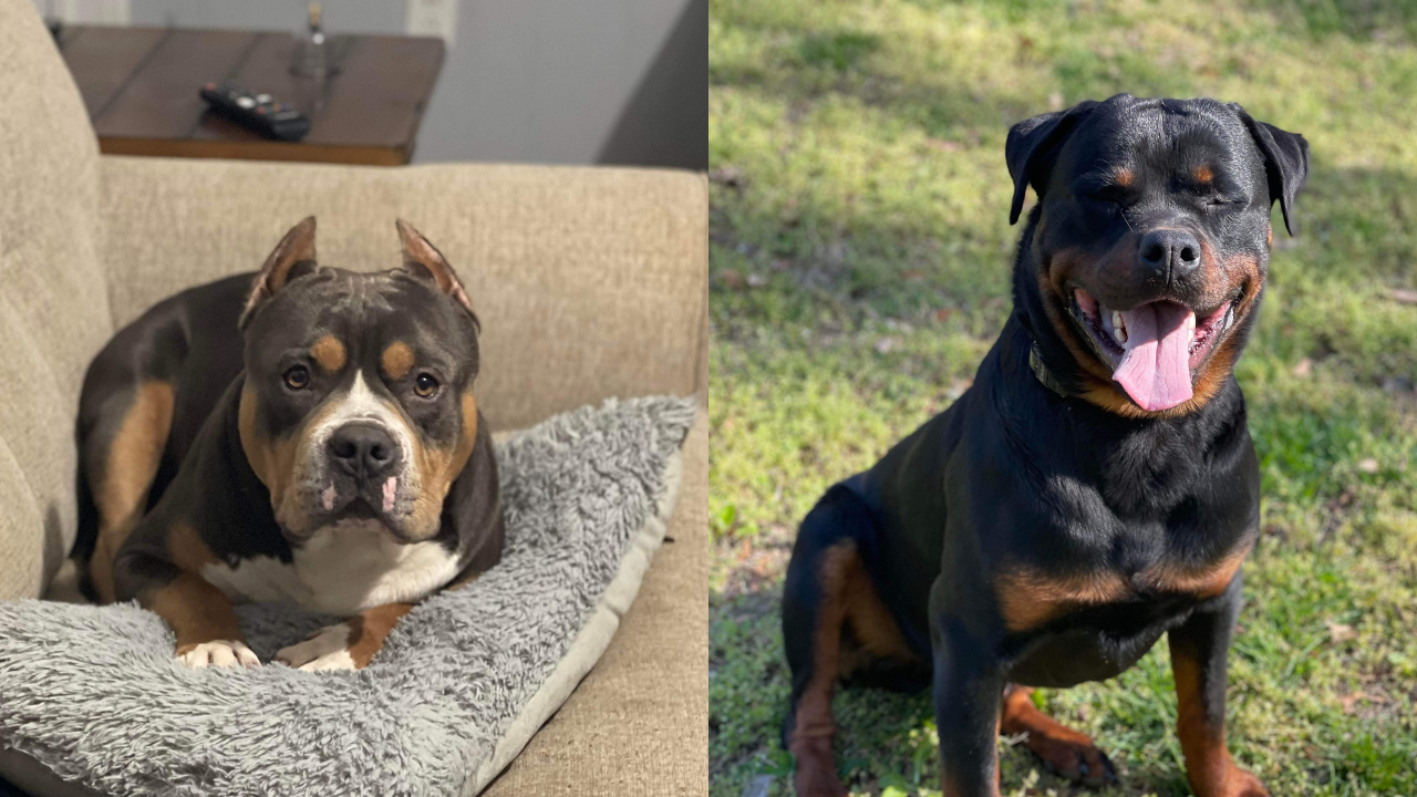 Richmond County Dogs Shot 