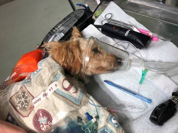 jeffco dog thrown from car.jpg