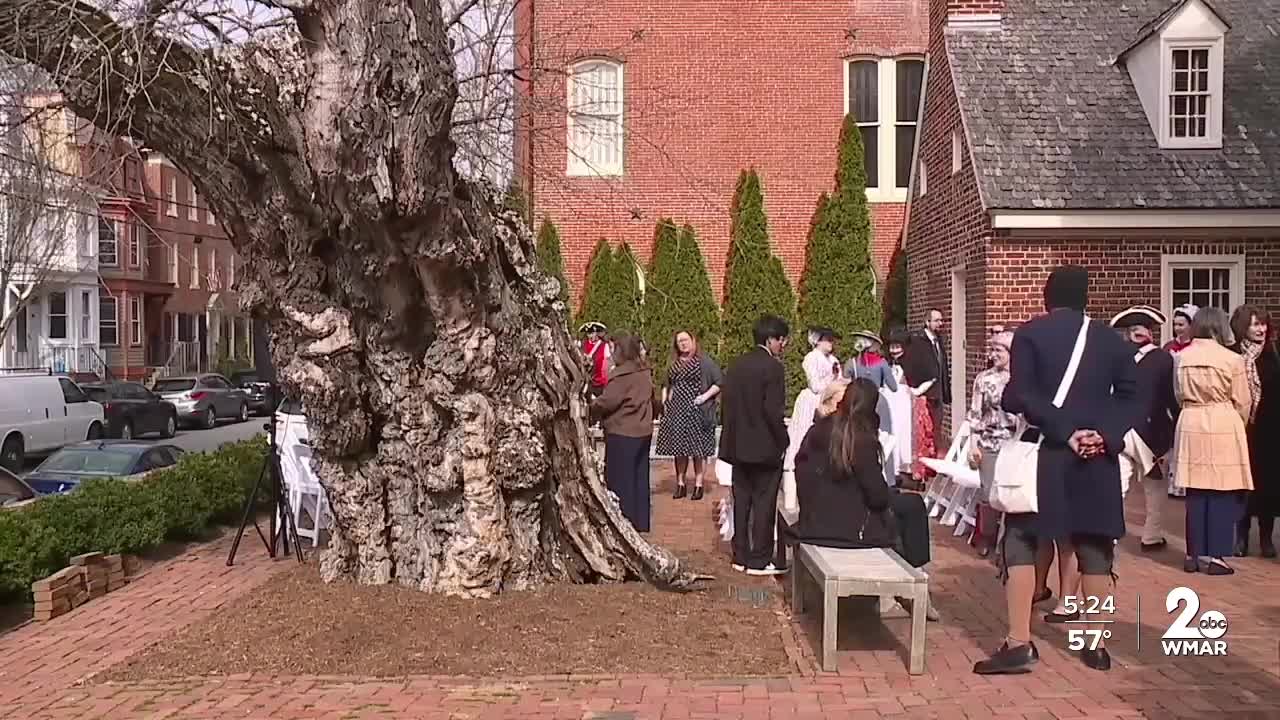 Descendant of Maryland's original Liberty Tree planted in Annapolis 
