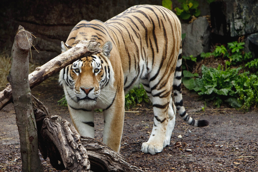 File photo of a tiger walking in the tiger den at a zoo in Copenhagen, Denmark.