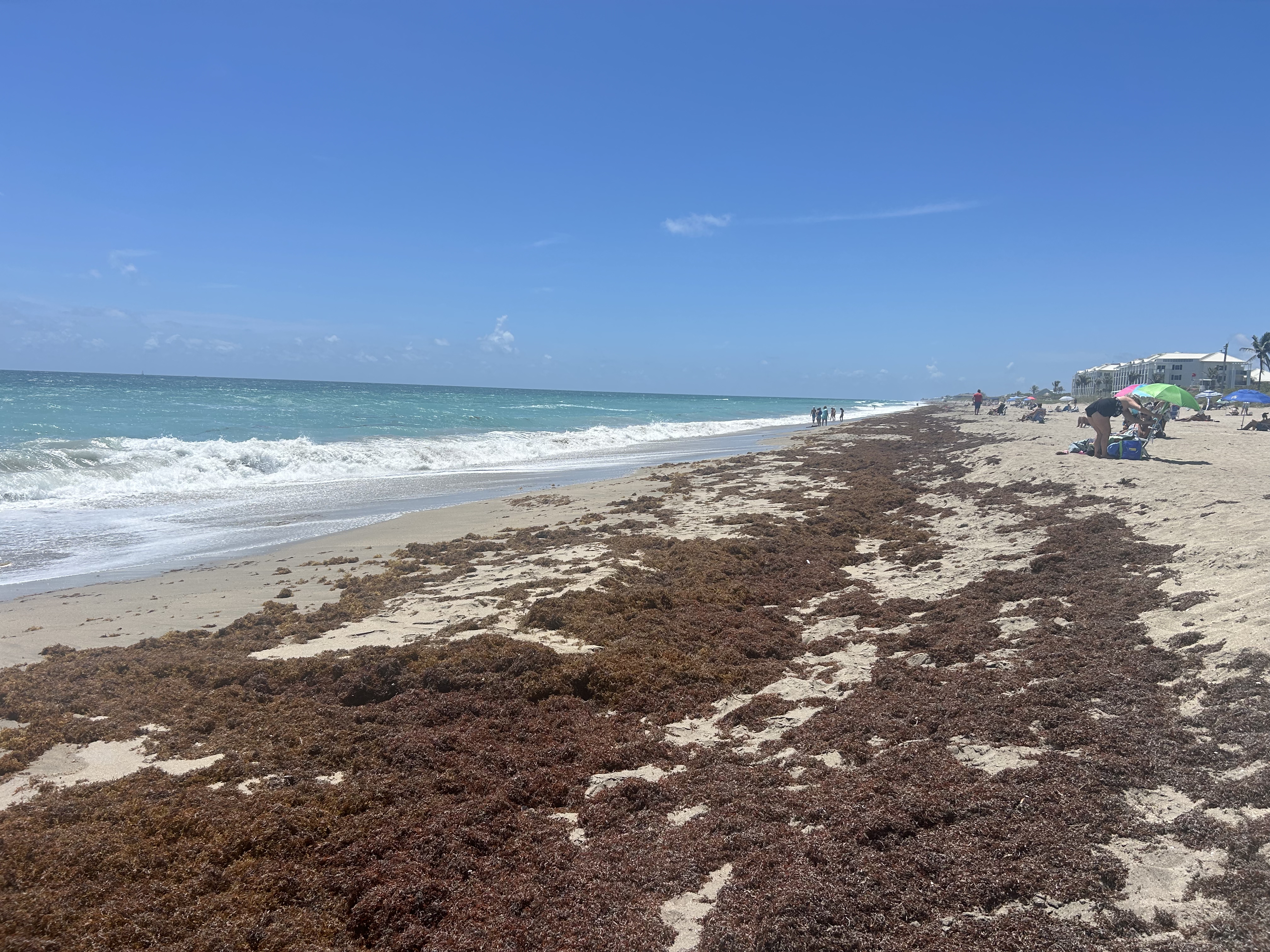 sargassum Martin County beach May 2026 memorial day weekend.jpeg