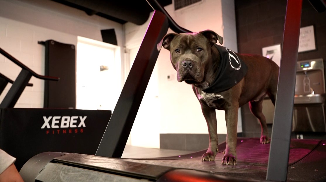 Seven Minutes Fitness