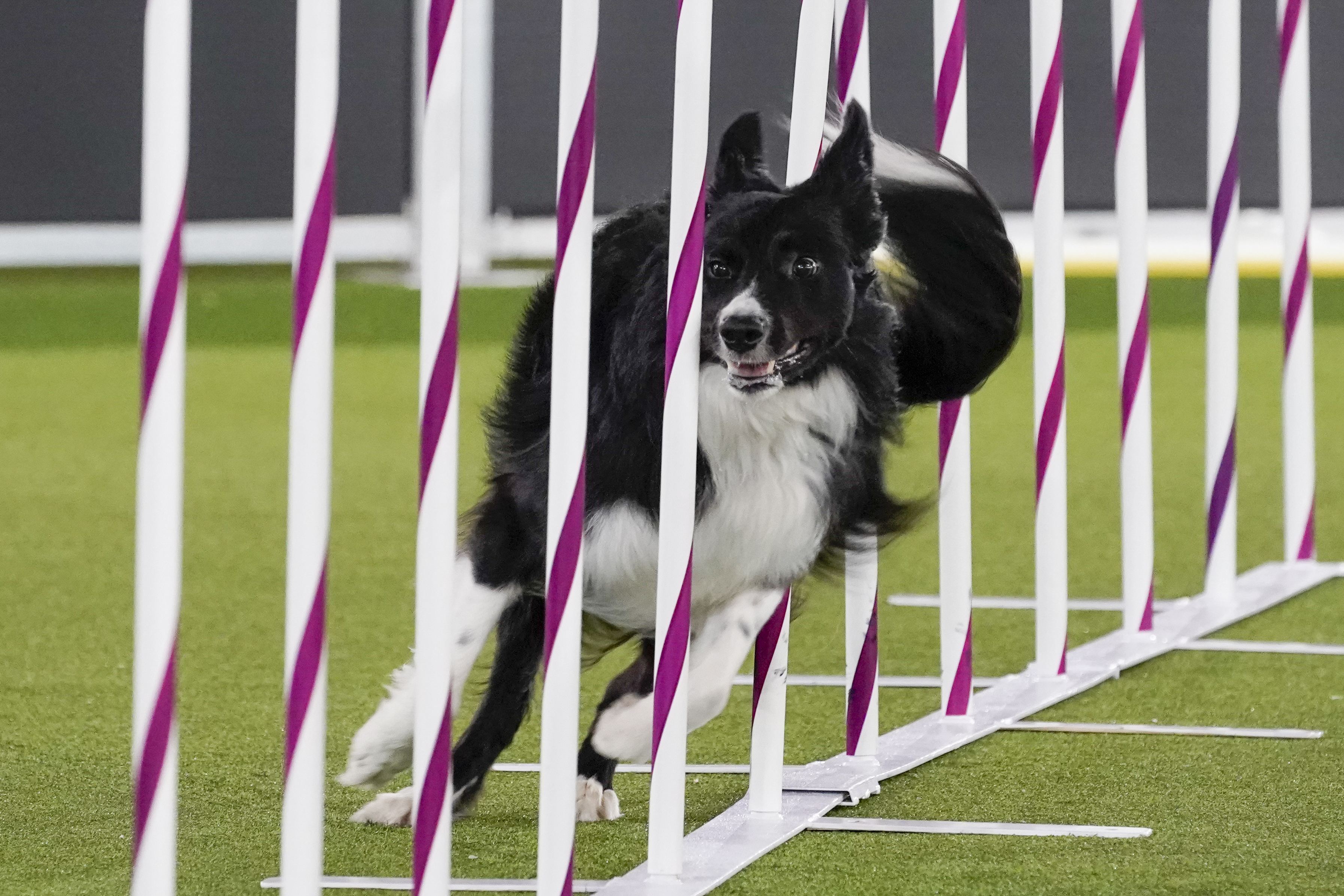 Westminster Dog Show