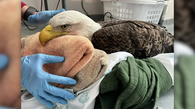 BALD EAGLE DIES AFTER EATING POISONED RODENTS