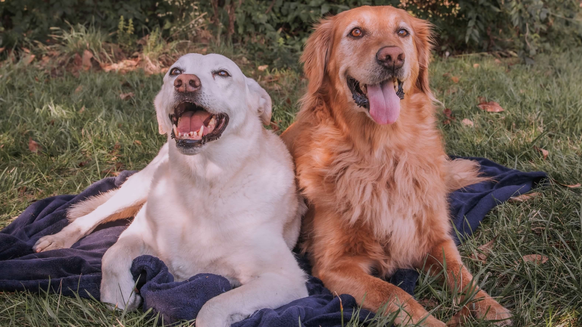 Dogs Buddy and Waffles.