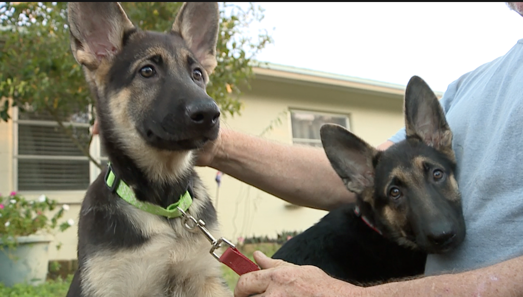 German Shepherd puppies