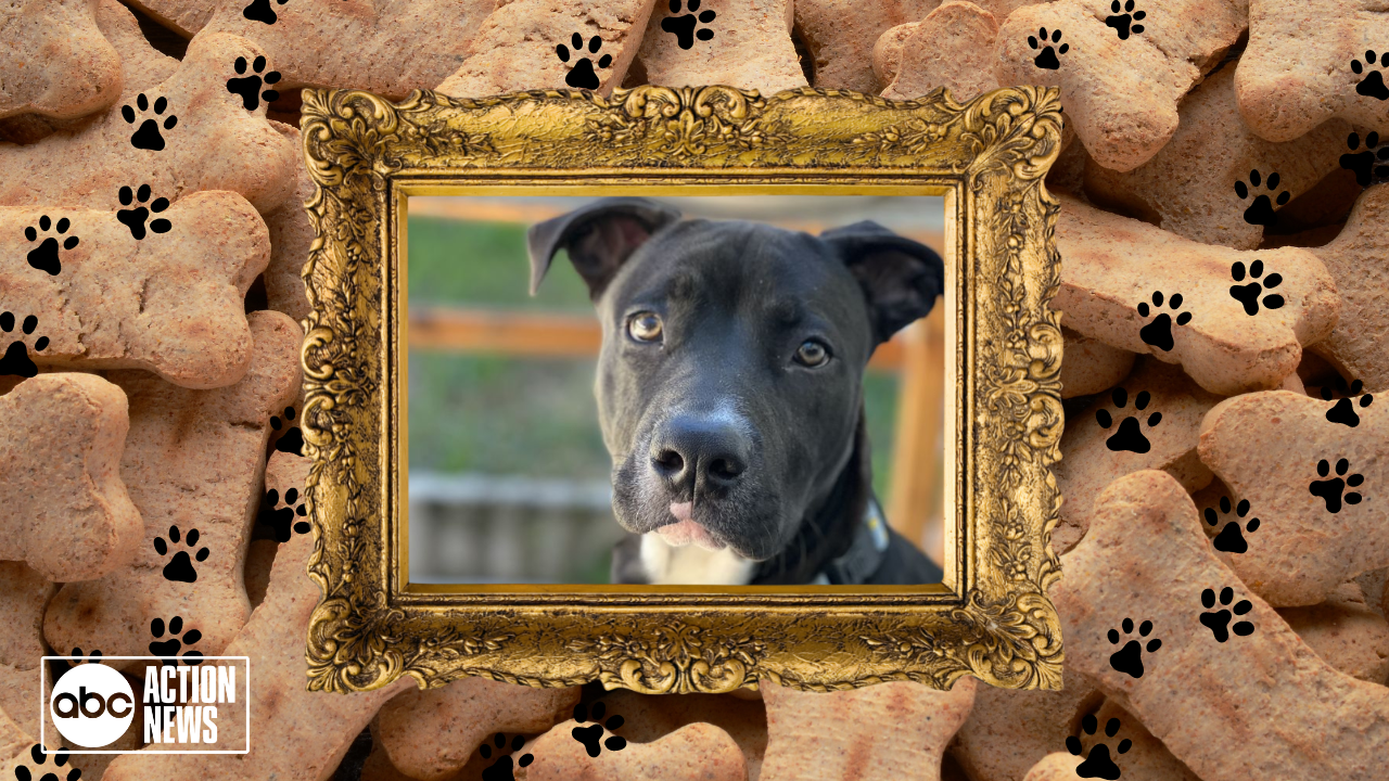 RESCUES IN ACTION : STANLEY 