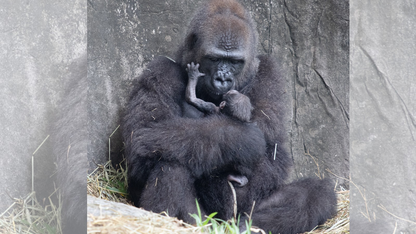Critically endangered gorilla has baby at New Orleans zoo