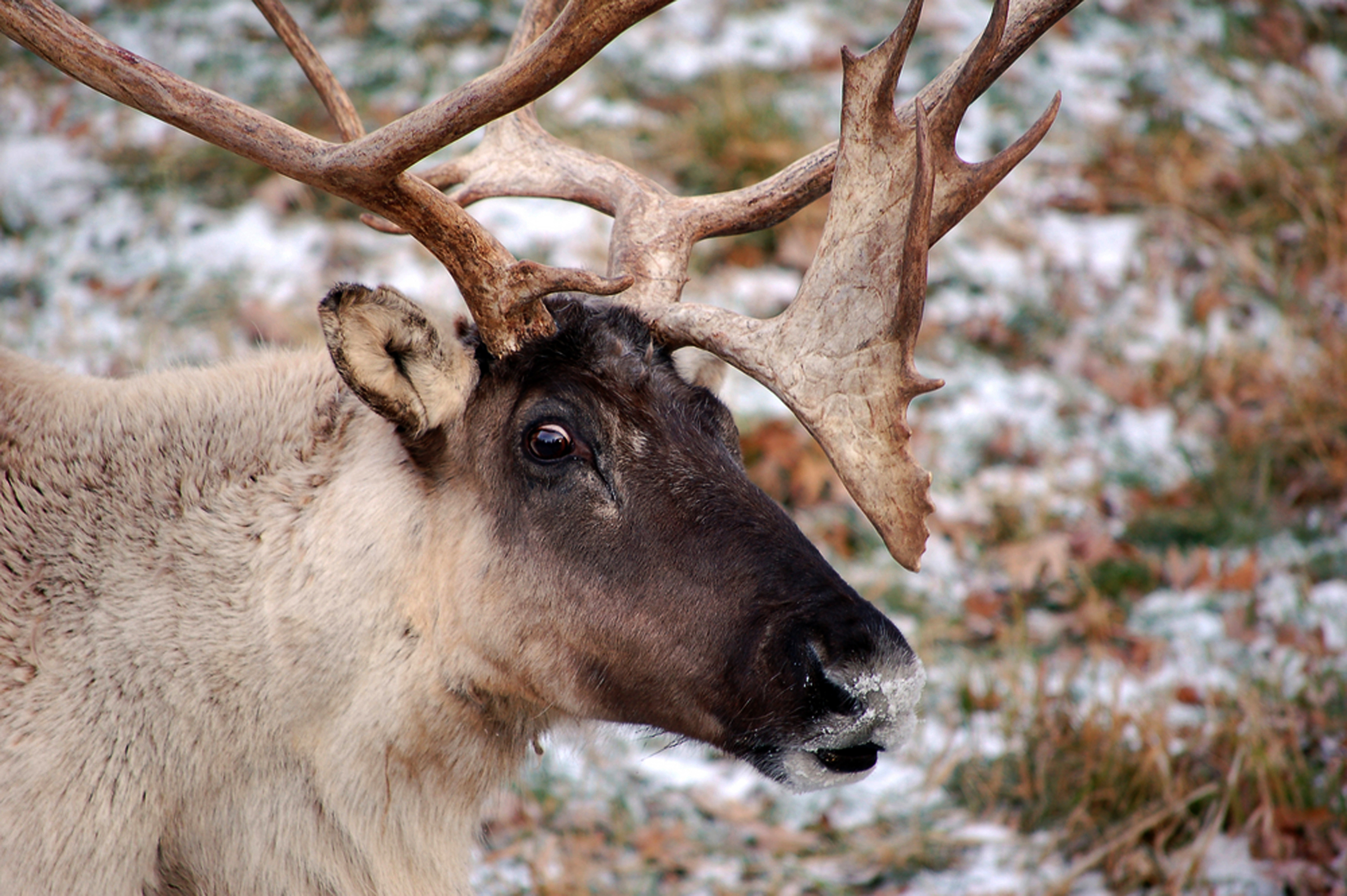 Last Caribou
