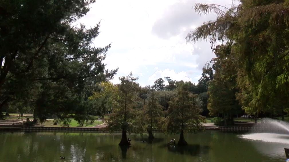 ducks at park.JPG