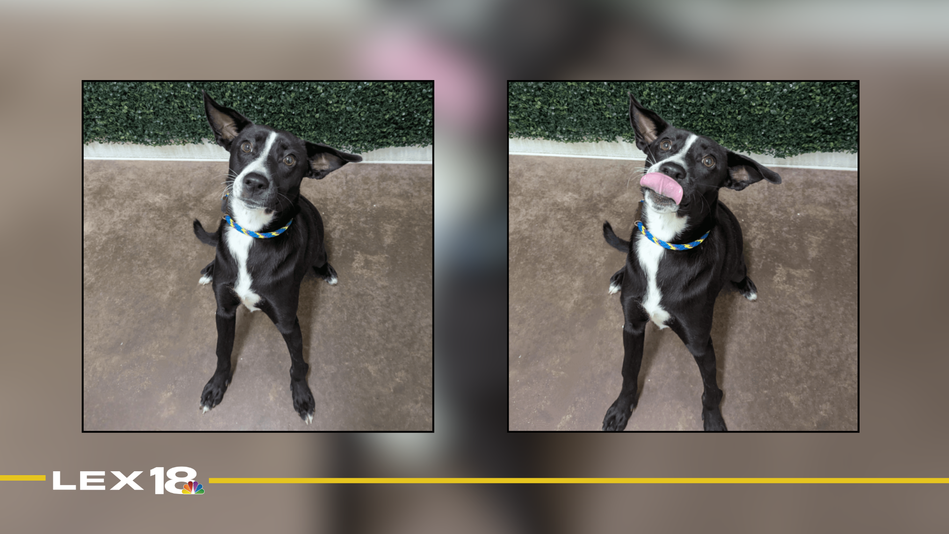 Featured Image Custom Edit (3).png