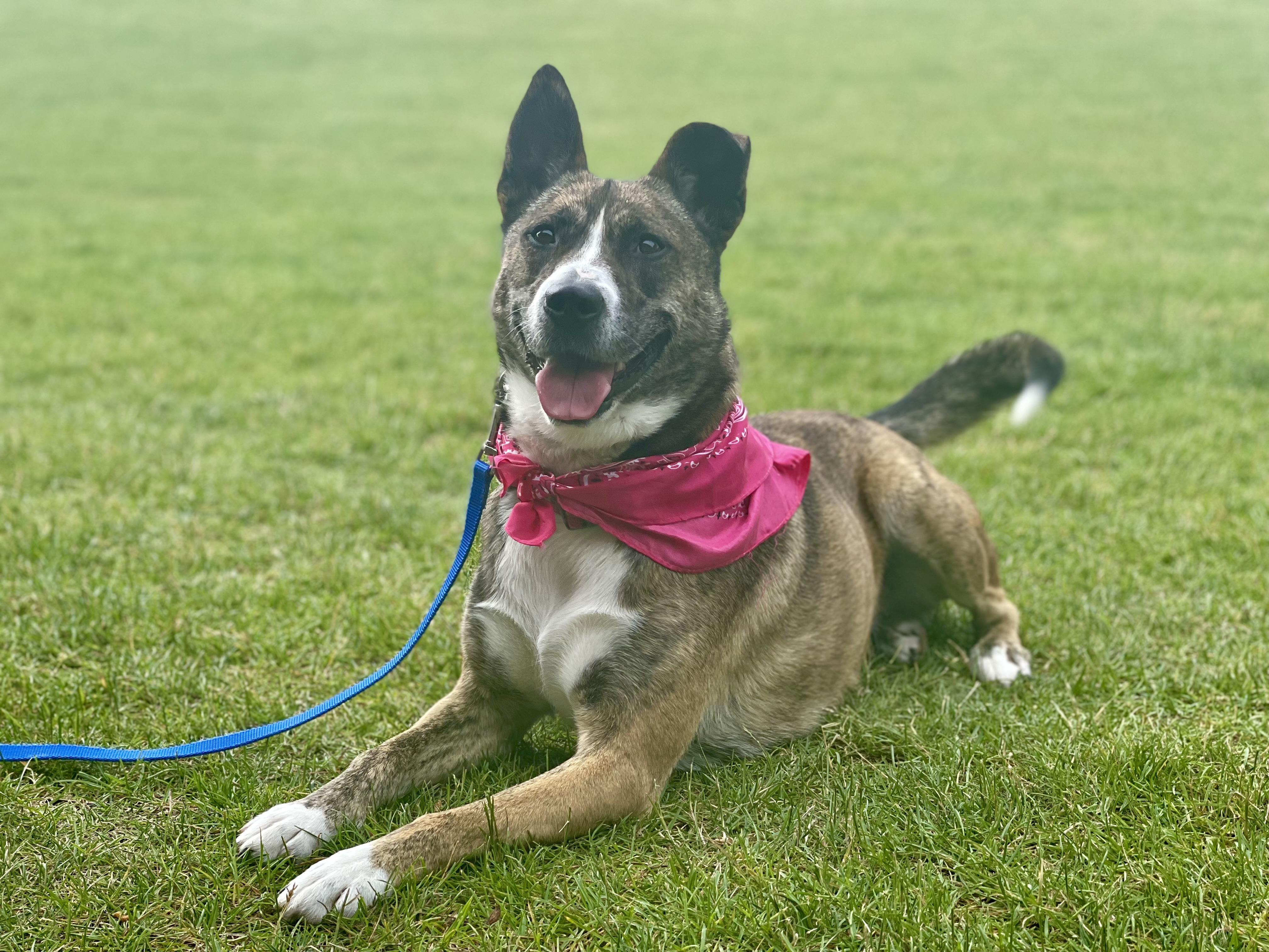 Ivy, Mackenzie's Animal Sanctuary