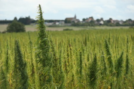 0906hemp.jpg