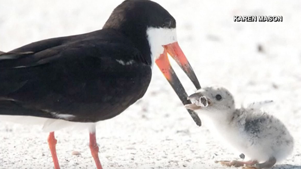 wptv-bird-cigarette-in-mouth.jpg