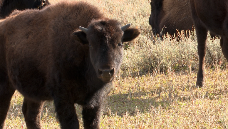North Bridger Bison Ranch Bison
