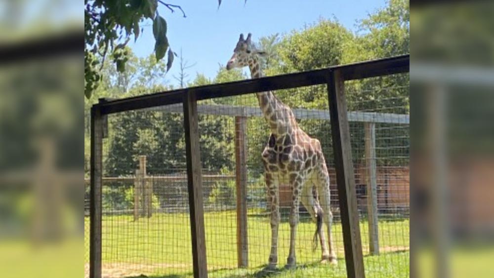 Plumpton Park Zoo giraffe