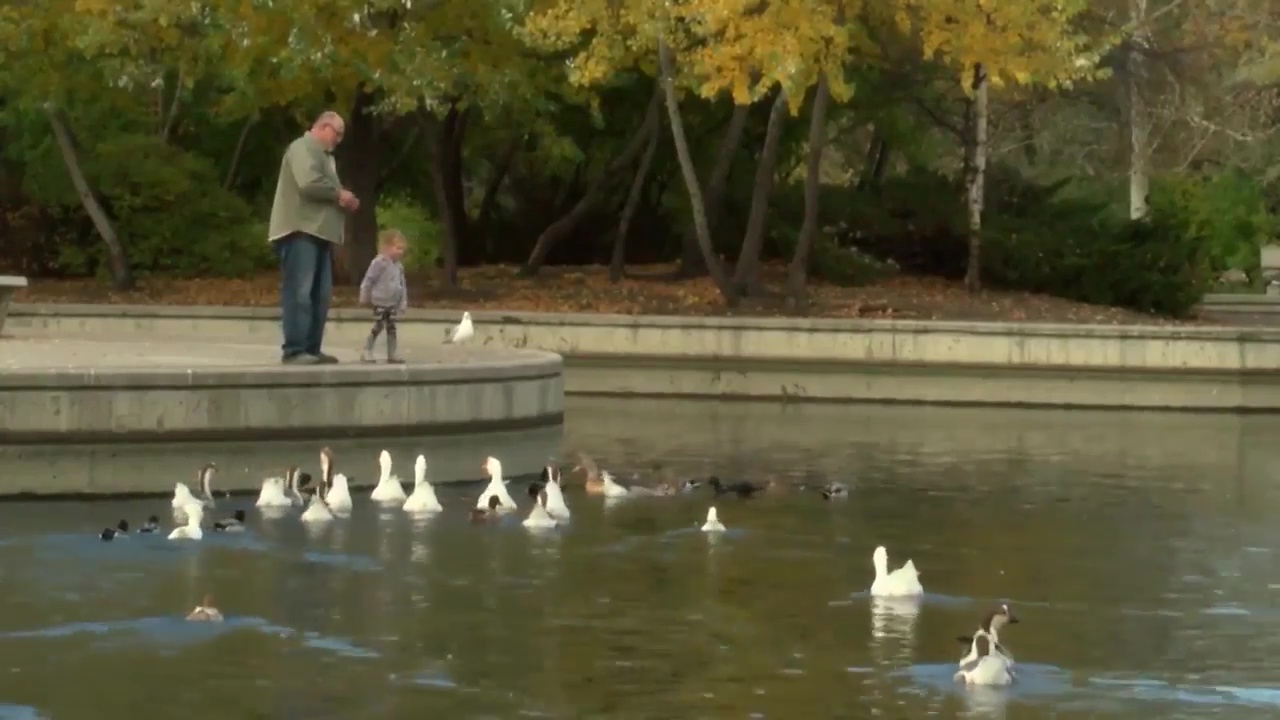 Waterfowl at Gibson Park