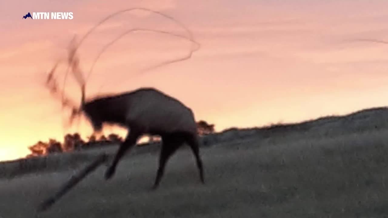 Stuck elk rescue