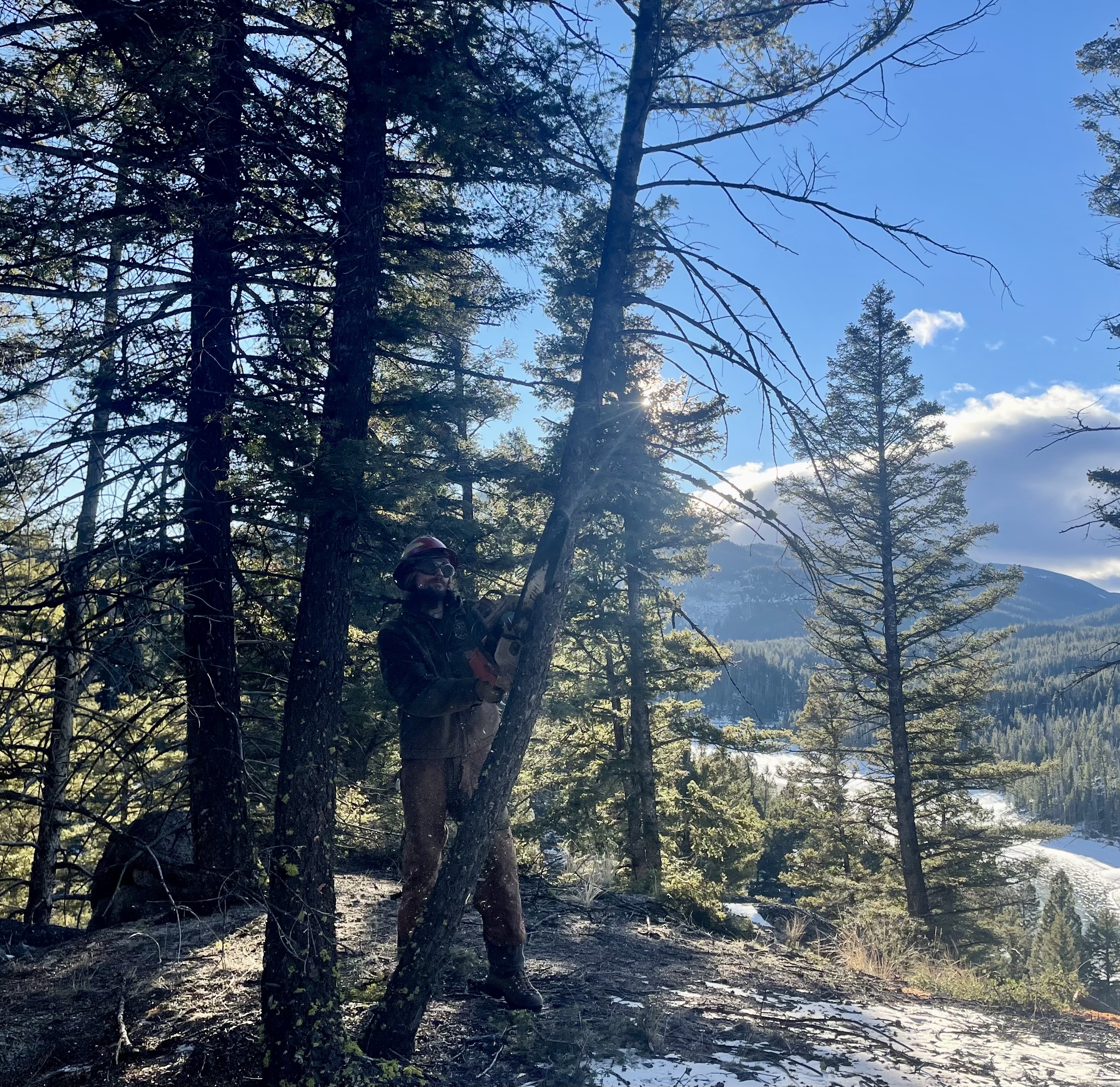 Tree thinning