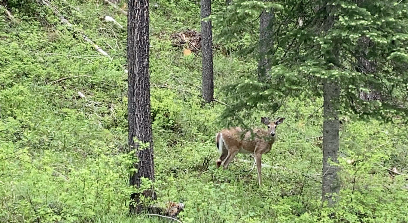 Deer for hunting story Screen Shot 2022-09-21 at 2.38.13 PM.png