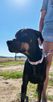 Furry family member reunited with family four months after tornado