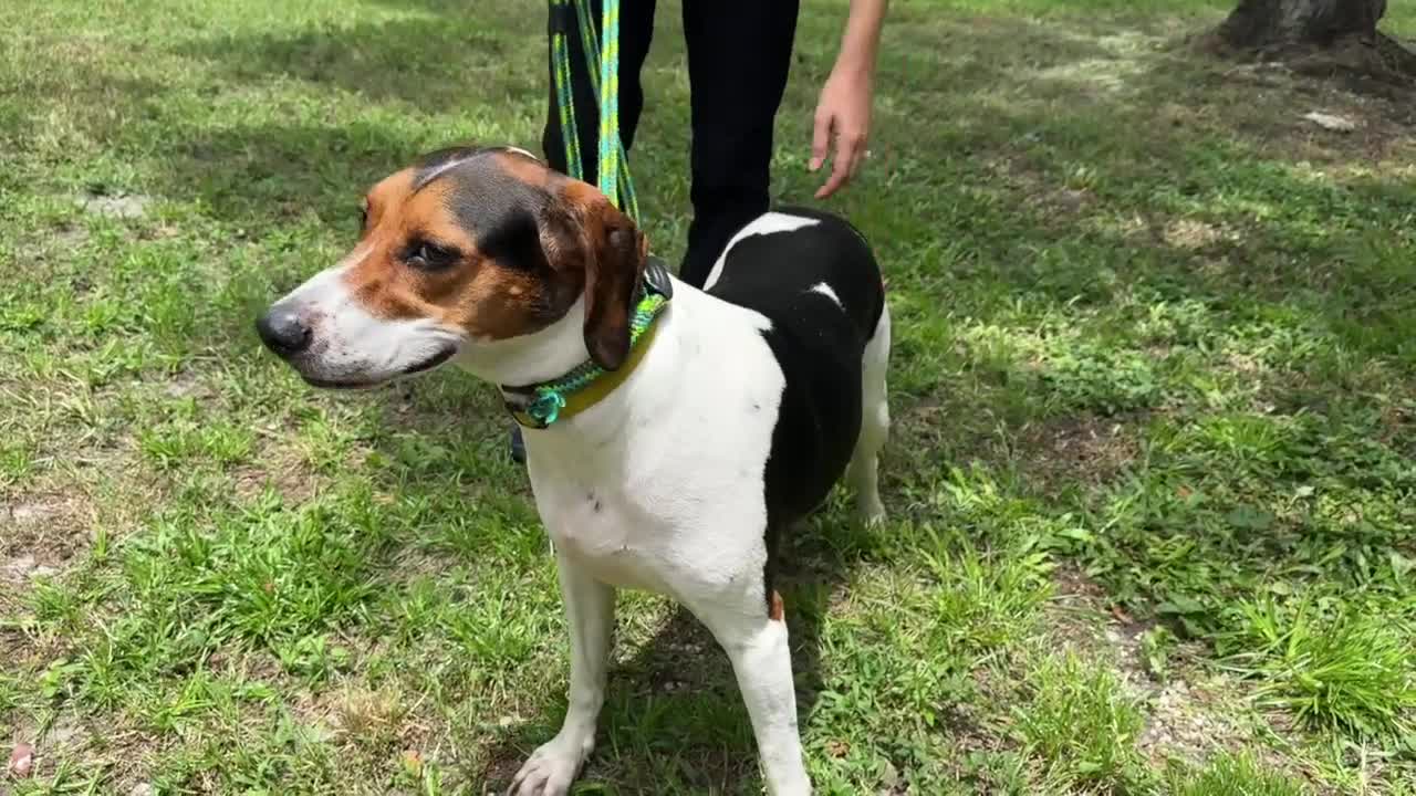 Humane Society of the Treasure Coast.jpg