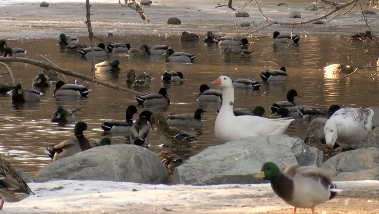 Waterfowl.png