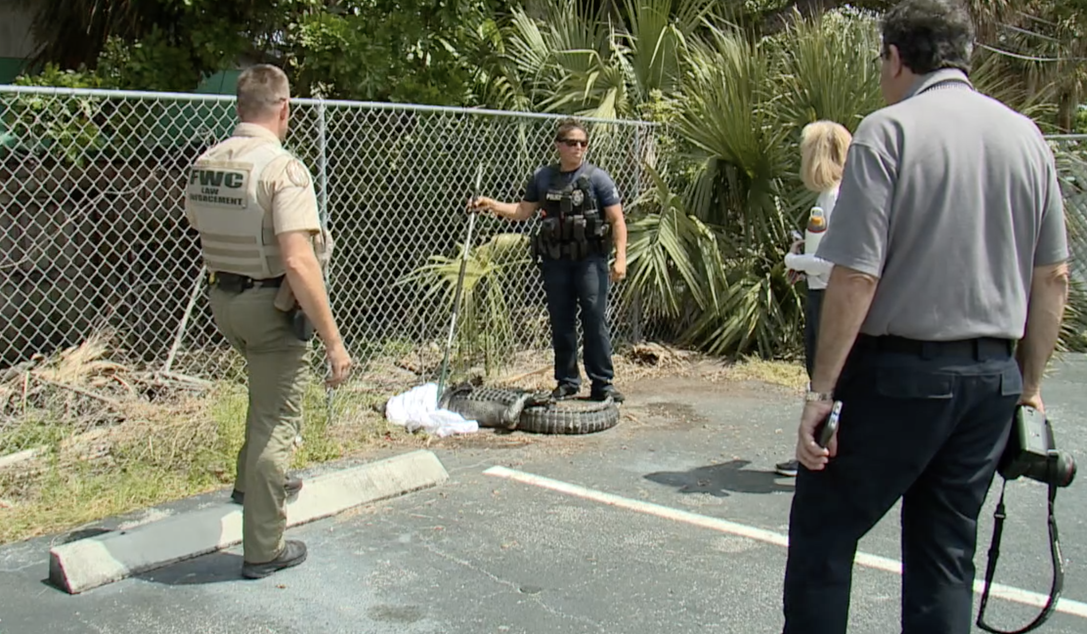 West Palm Beach police received a unique call Thursday morning of a large reptile found in the parking lot of a business in Palm Beach County.png