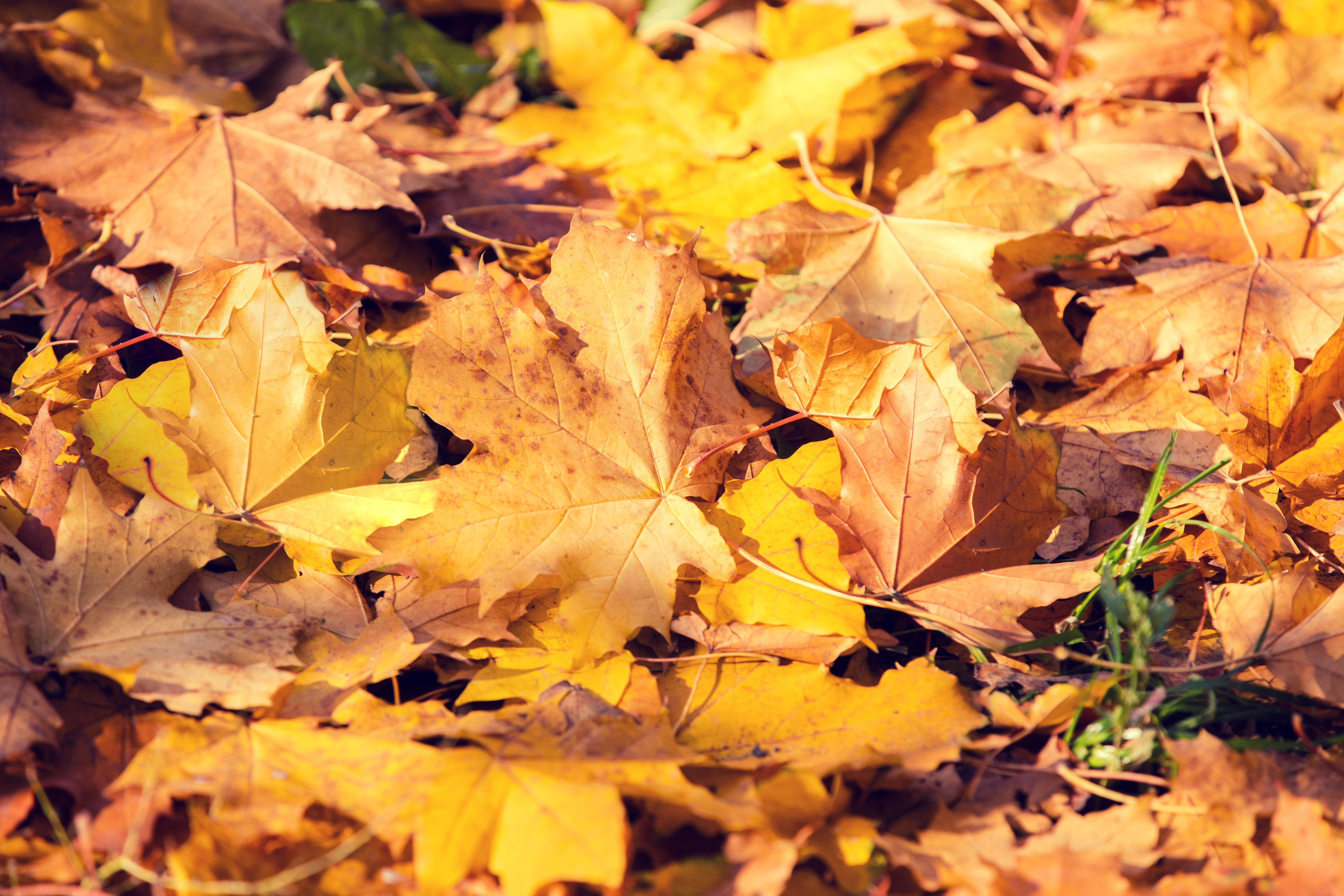 Autumnal natural background of fallen leaves on the grass