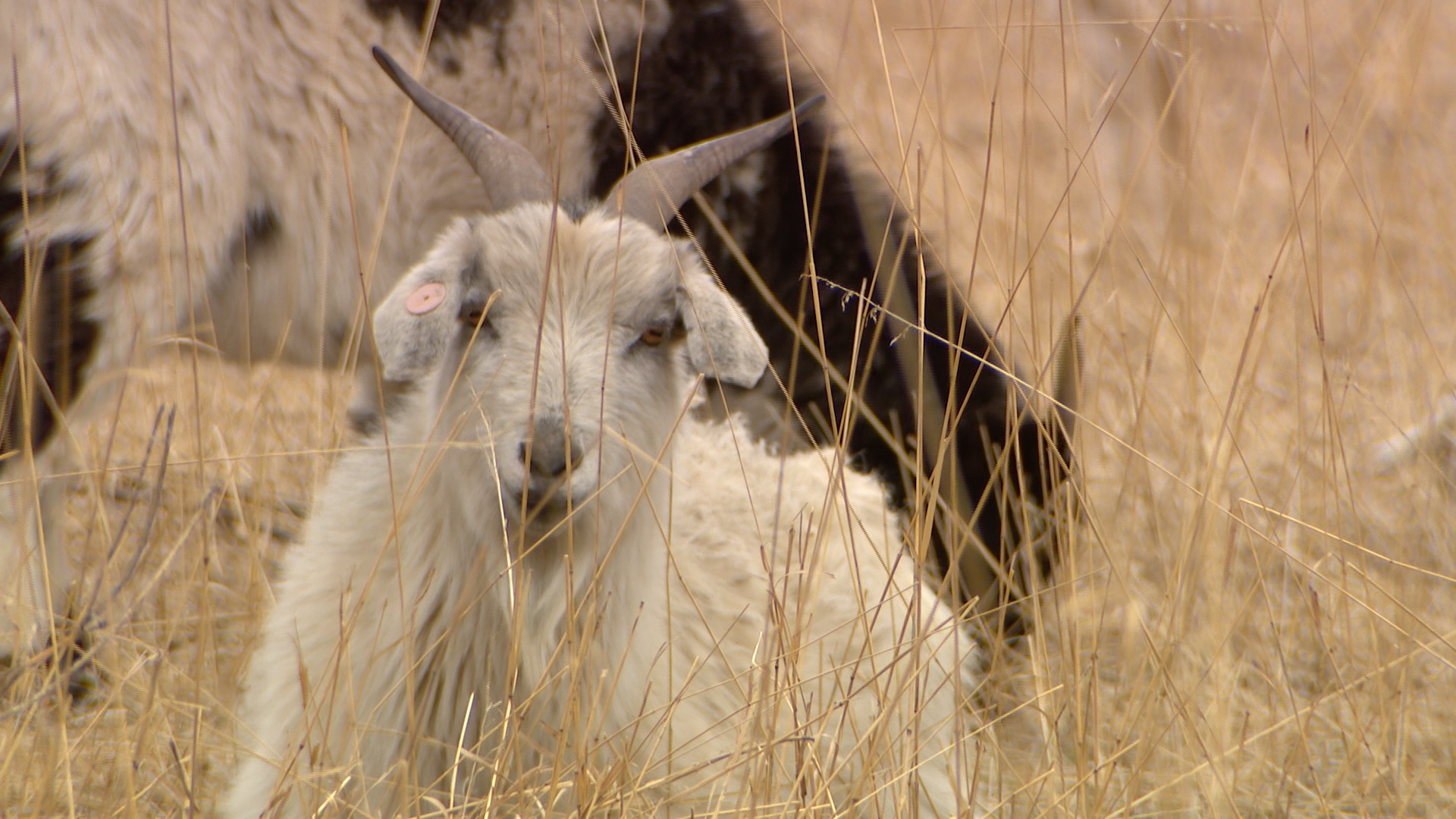 Goats at Bear Creek Park