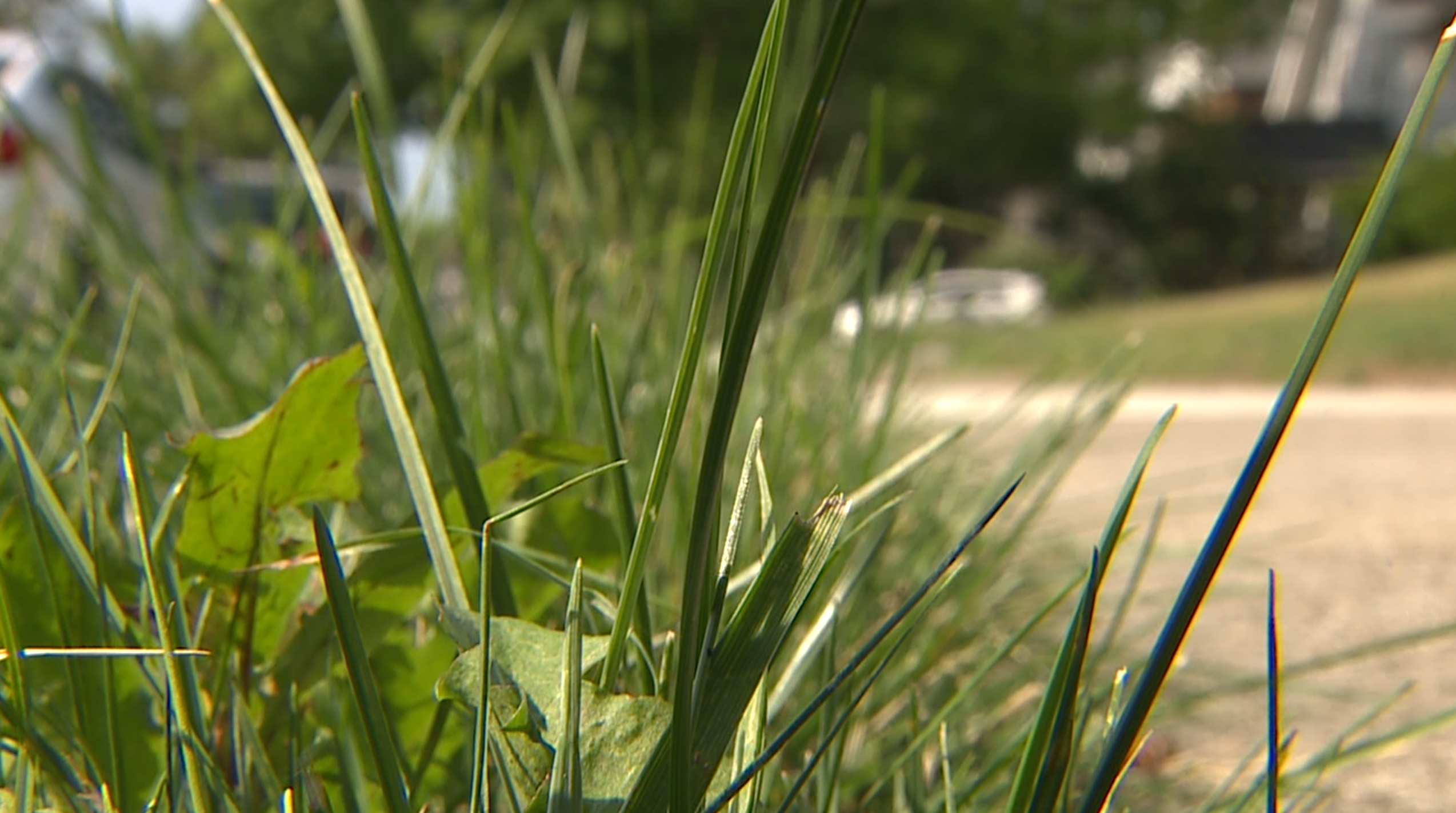 Grass in South Euclid