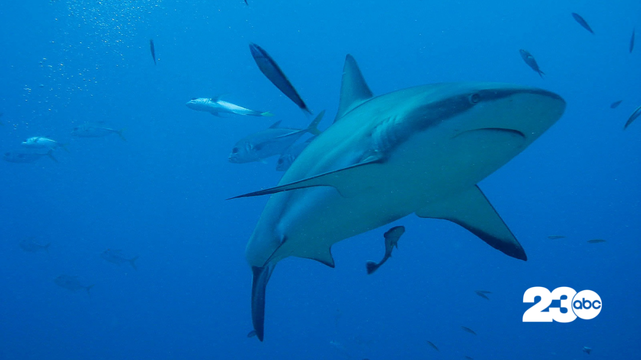 Great White Shark (FILE)