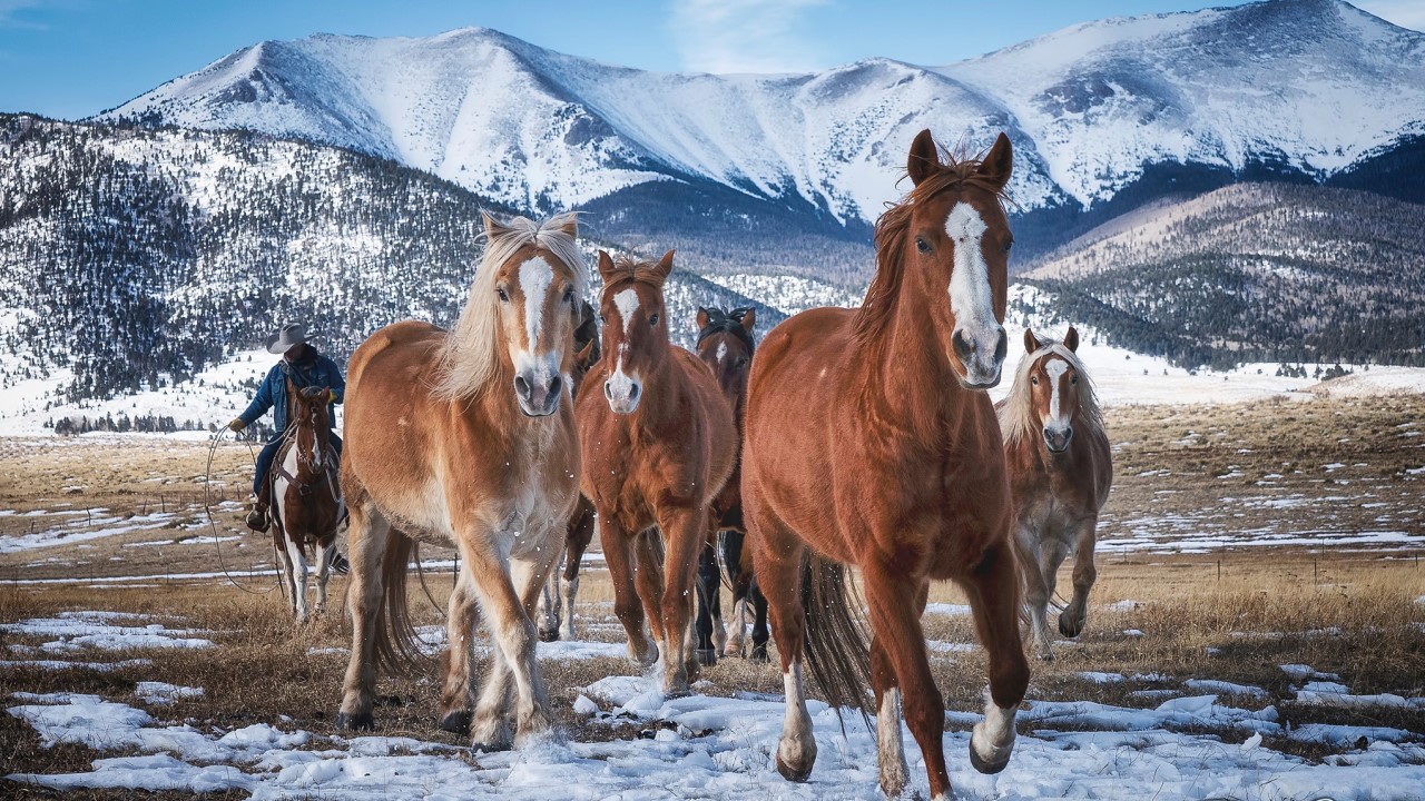 Horses and snow-capped mountains