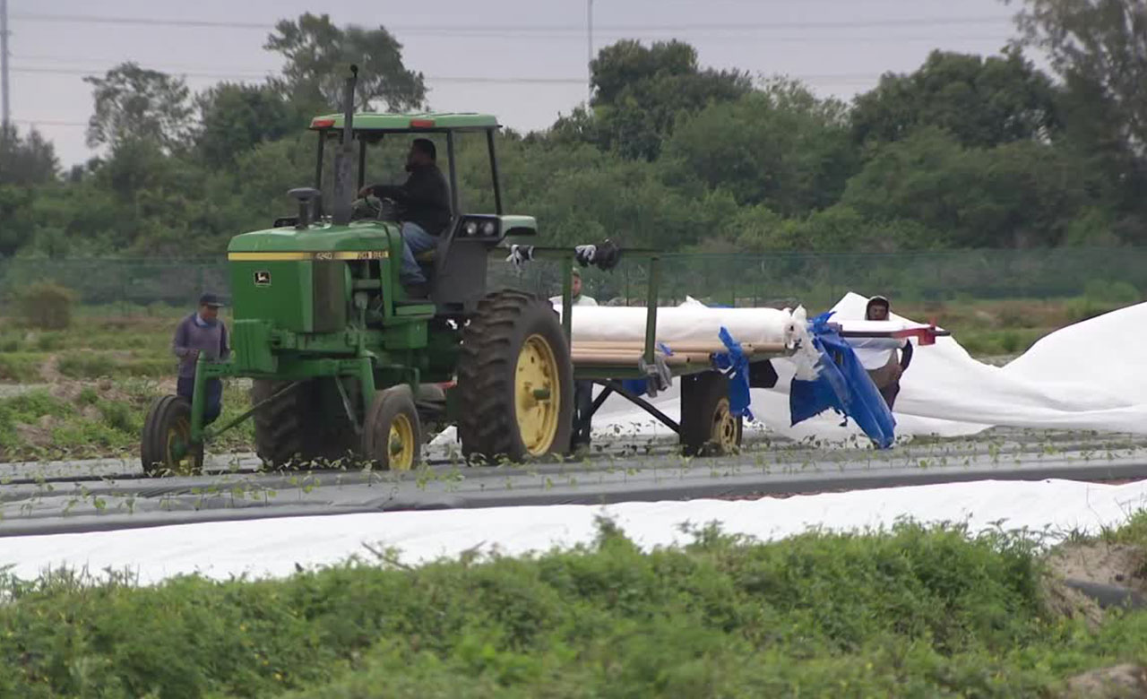 Workers at Alderman Farms located west of Boynton Beach were busy on Jan. 30, 2026, covering crops ahead of freeze warning in Palm Beach County.
