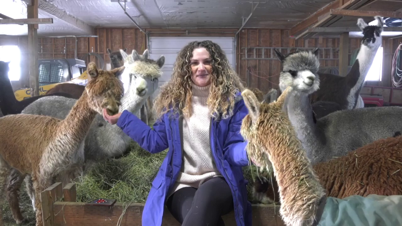 Alpacas of Montana