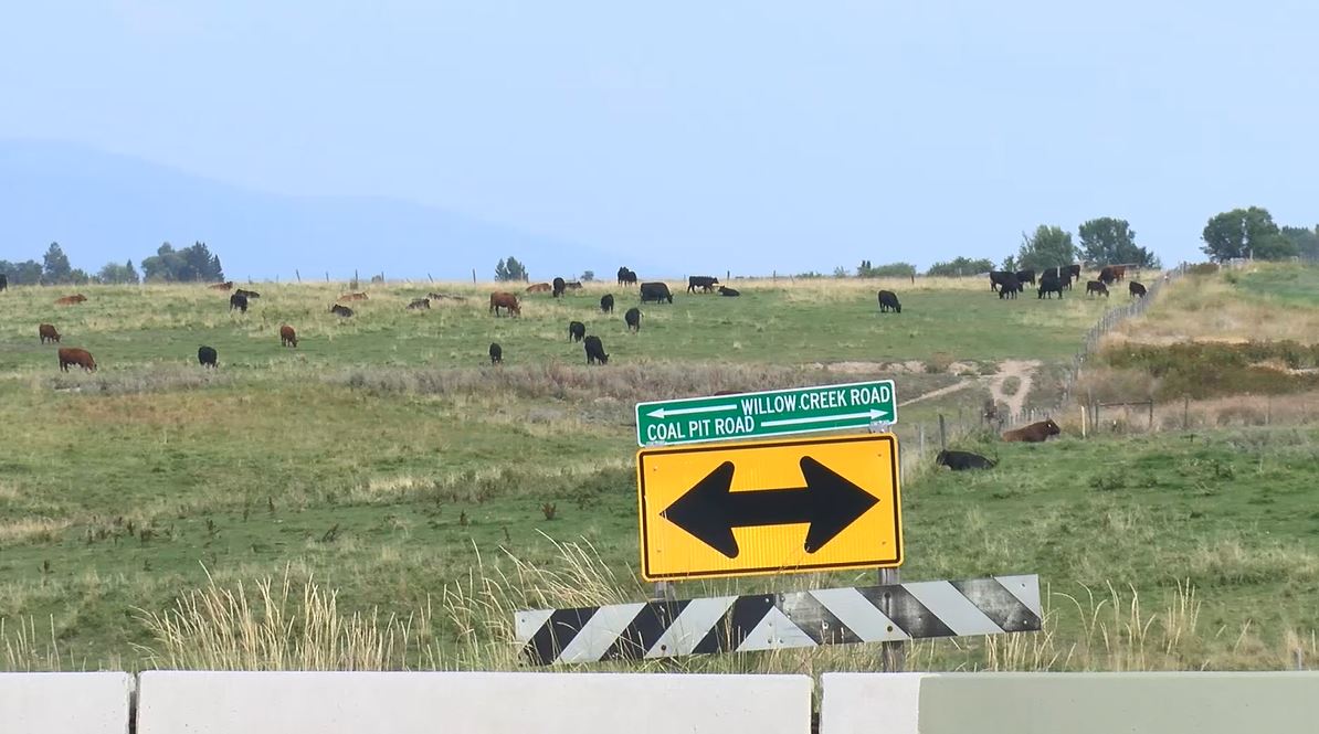 Corvallis Mountain Lions.JPG