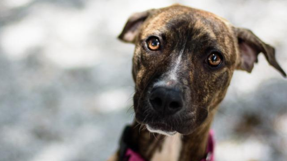 Sailor pet of the week