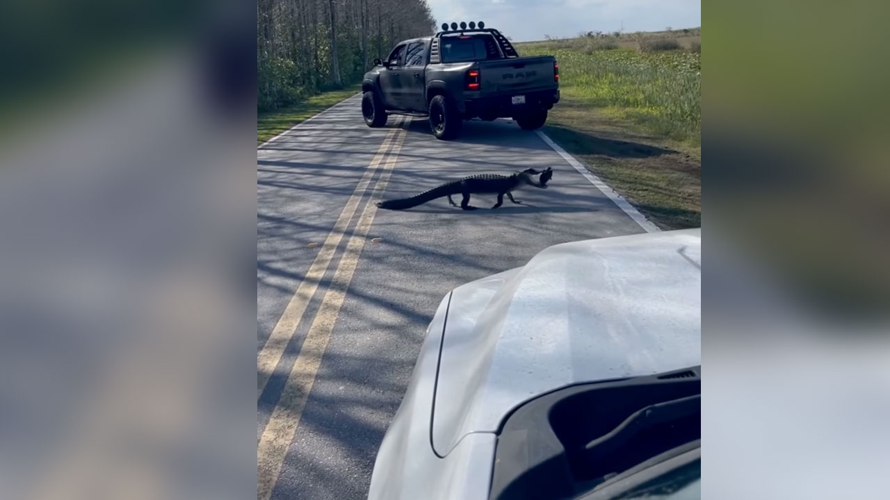 An alligator was caught on video stopping crossing a road in the Arthur R. Marshall Loxahatchee National Wildlife Refuge with a turtle in its mouth.         