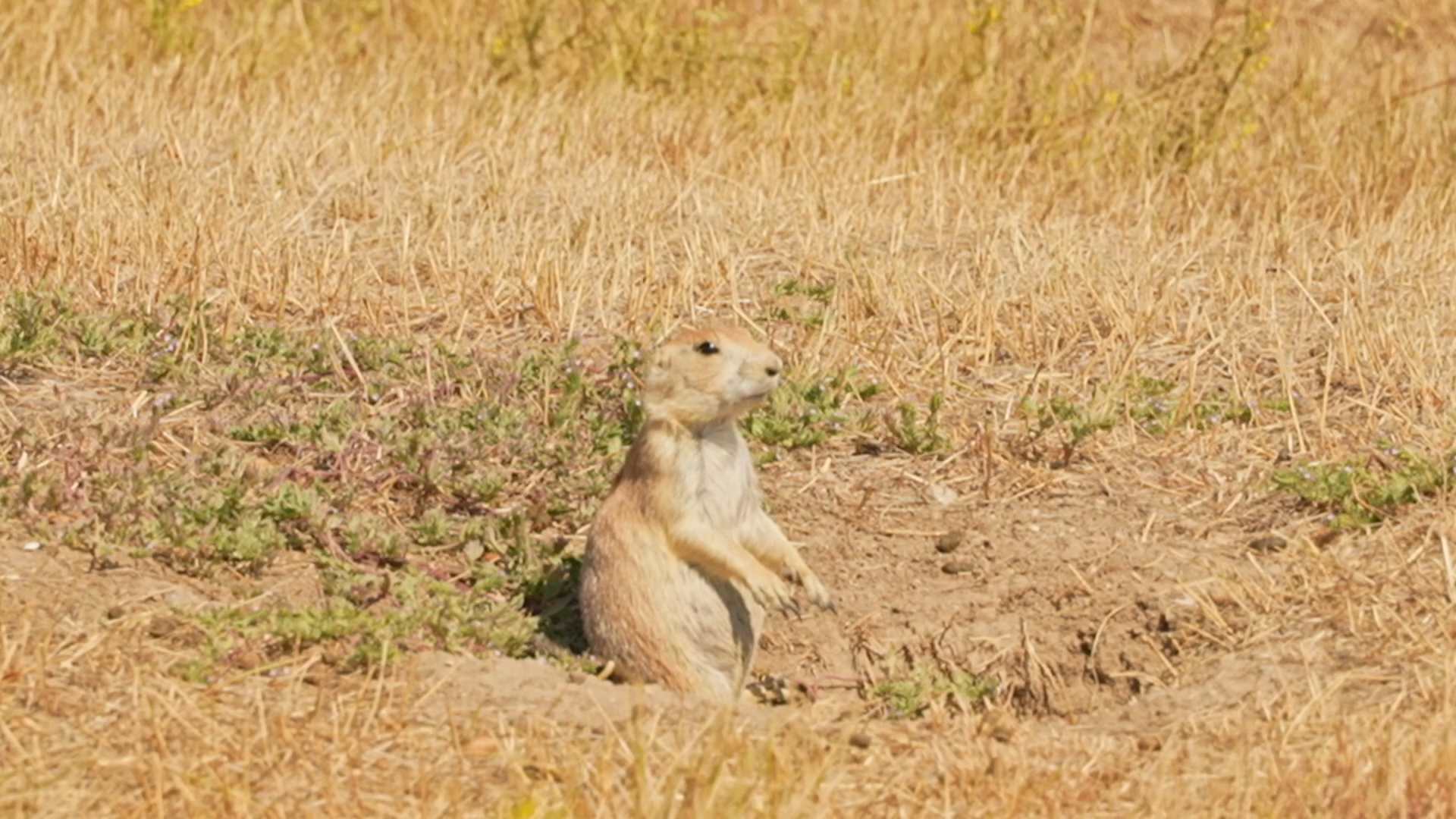 Prairie Dog Town State Park