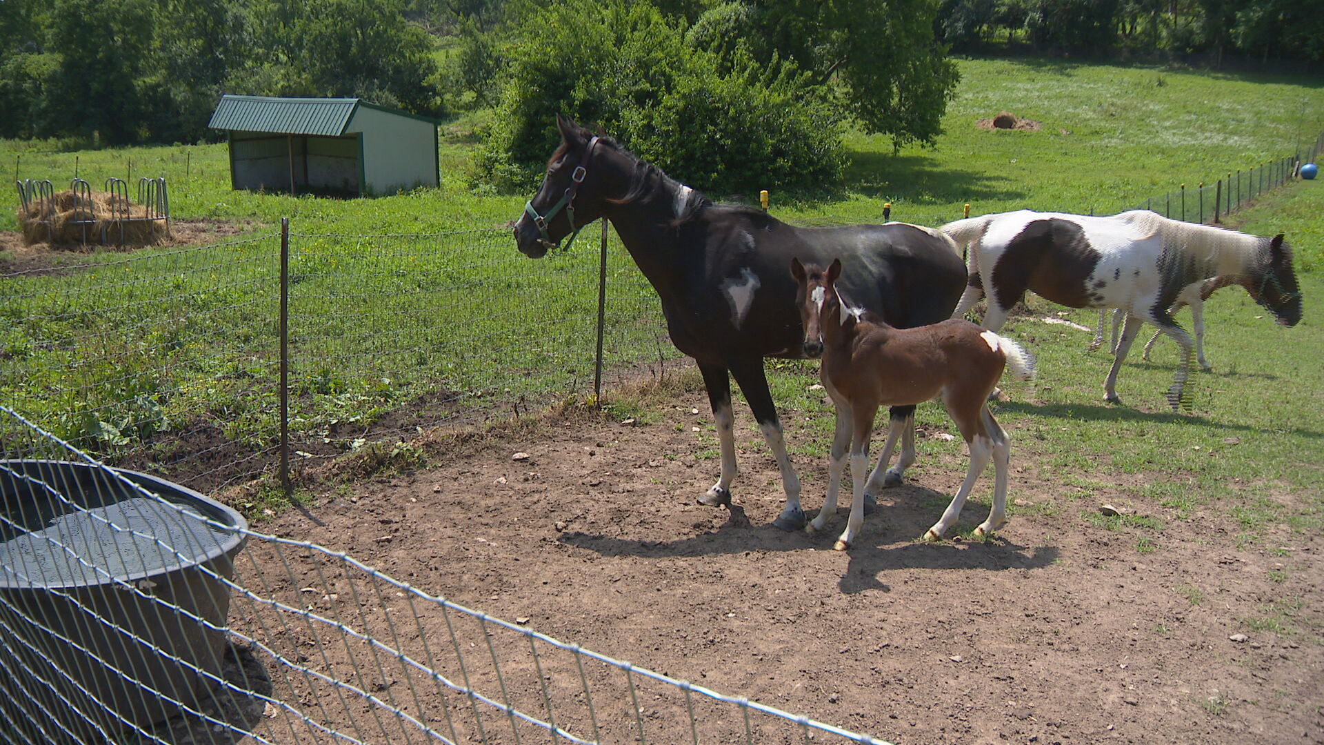 11 horses rescued