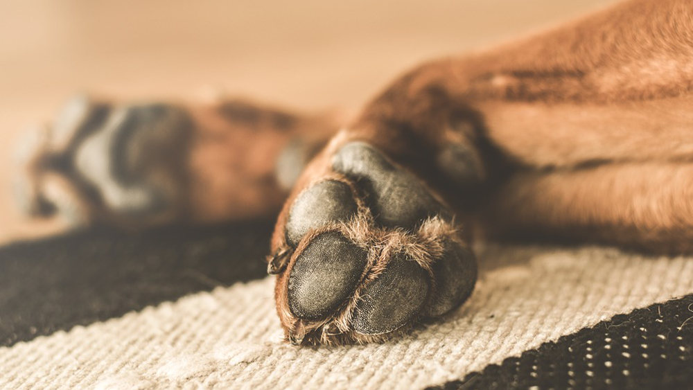 dog paws