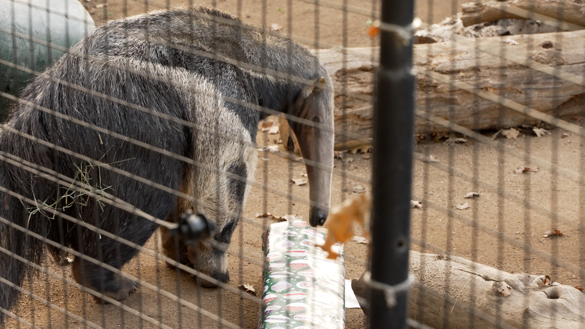 Central Coast Zoo Holiday Magic 2025 Event